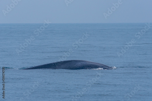 Whale seen near the coast of Sri Lanka at Mirissa photo