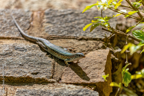 Zonosaurus ornatus, the ornate girdled lizard, endemic species of lizard in the family Gerrhosauridae. Ambalavao, Madagascar wildlife animal photo