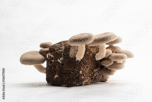 A group of edible shiitake mushrooms on a mushroom farm Lentinula edodes growing on a log on a white background close-up photo