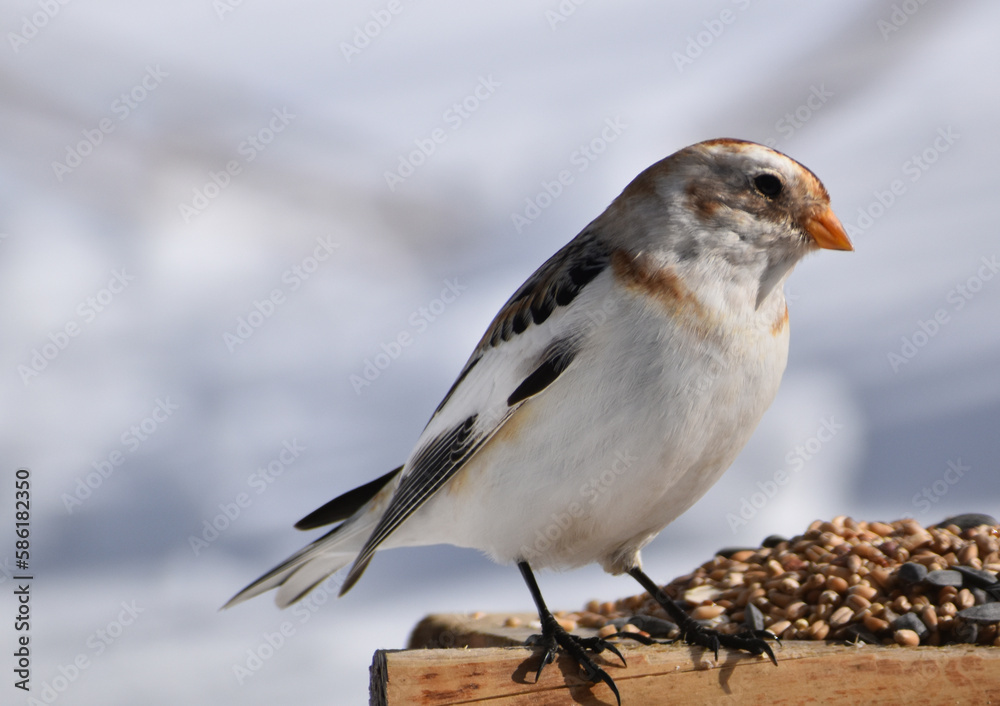 A snow sparrow in winter, Sainte-Apolline, Québec, Canada A snow sparrow in winter, Sainte-Apolline, Québec, Canada