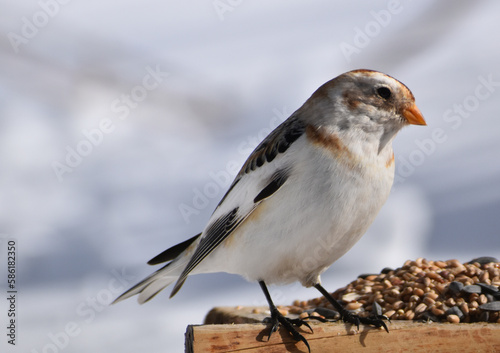 A snow sparrow in winter, Sainte-Apolline, Québec, Canada