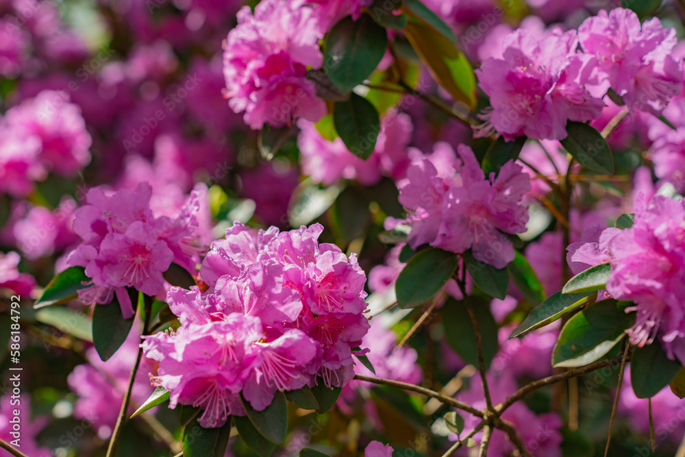 Flowers of Rhododendron 'PJ Mezitt' blooming in may Flowers of Rhododendron 'PJ Mezitt' blooming in may