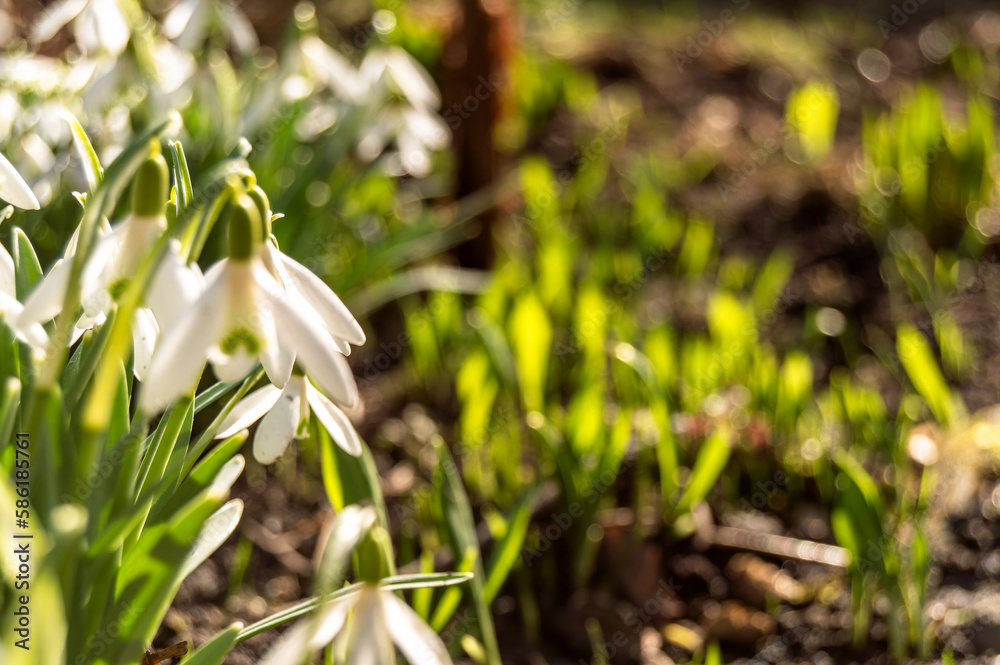 Macro of spring blooming snowdrops on a blurred background. Nature, freshness, love Macro of spring blooming snowdrops on a blurred background. Nature, freshness, love