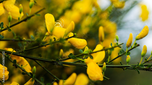 Macro de genêts en fleur