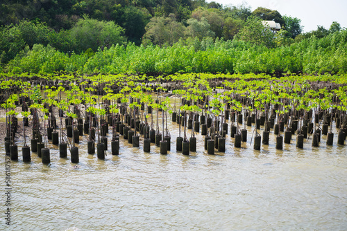 Young trees in the mangrove forest, Mangroves trees in Thailand photo