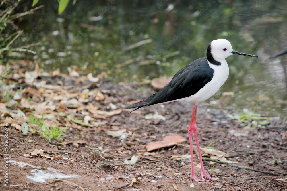 this is a side view of a black winged stilt this is a side view of a black winged stilt