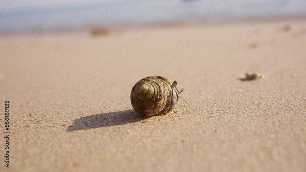 Hermit Crab Resting On A Sandy Thai Beach Hermit Crab Resting On A Sandy Thai Beach
