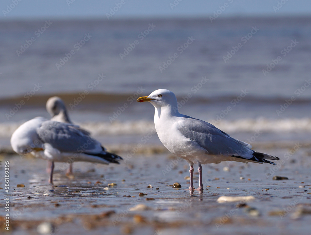 Common seagull on a beach at low tide Common seagull on a beach at low tide