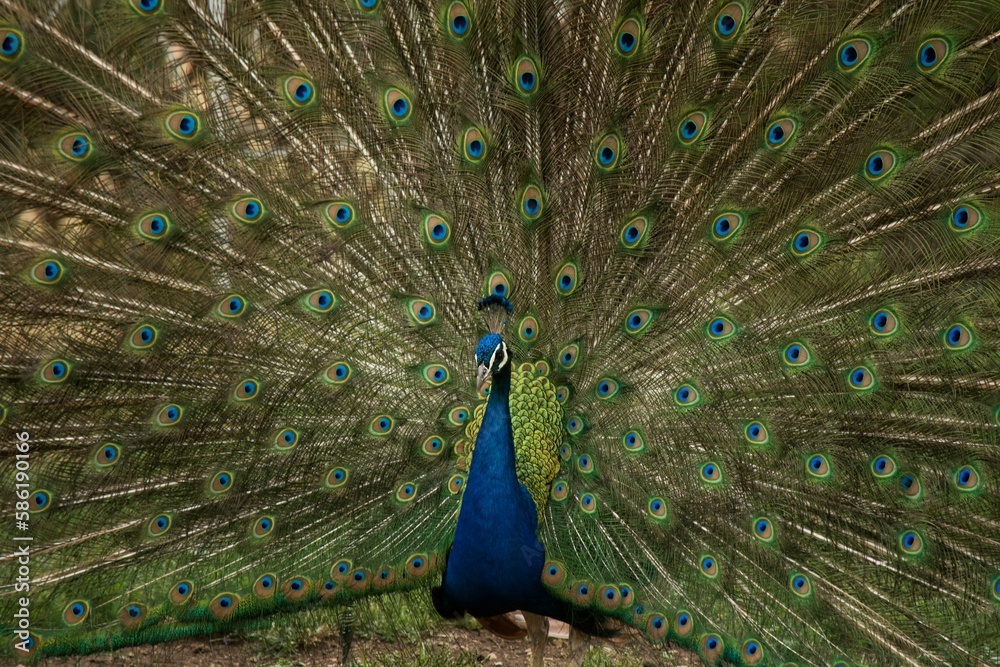 Naklejka premium Peacock in Indian national bird