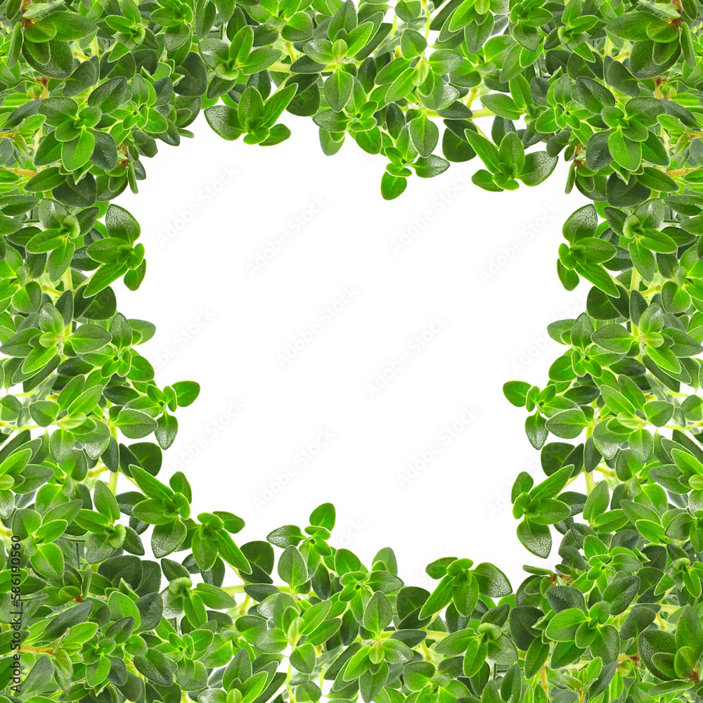 Fresh aromatic thyme. Food background. Green leaves border on white paper texture. 