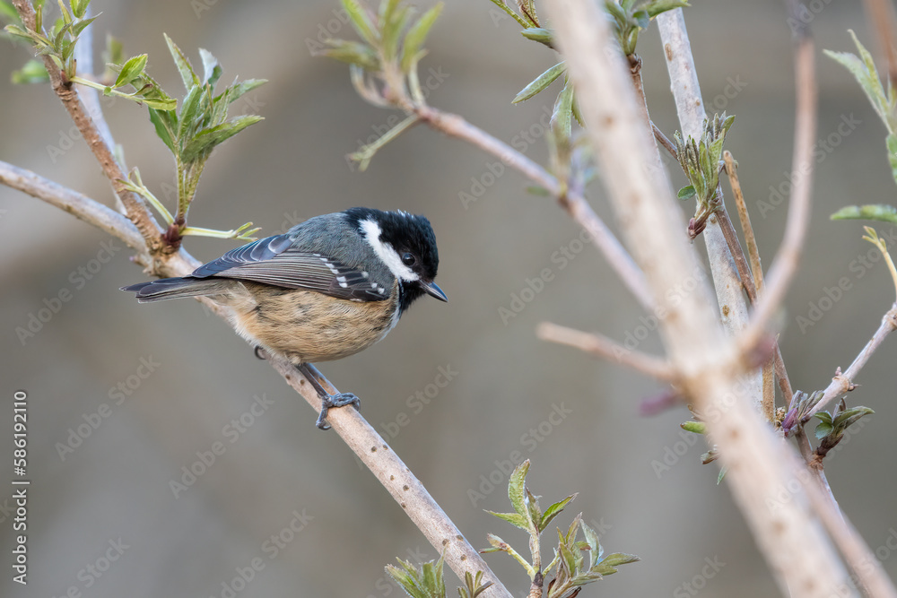 Naklejka premium Coal tit (Periparus ater), Perth, Scotland