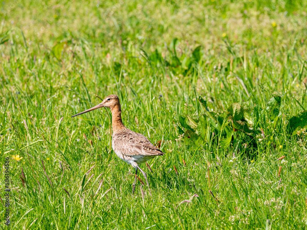 Naklejka premium Black-tailed godwit, Limosa limosa, in field with wild flowers