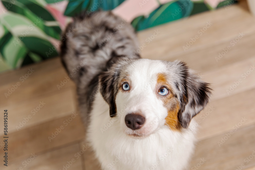 Miniature American Shepherd dog at home, surrounded by cozy furnishings and warm lighting, creating a charming domestic scene