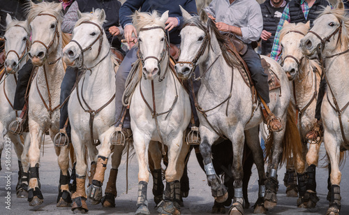 Bandido et abrivado dans une rue de village dans le sud de la France. Taureaux et chevaux de Camargue en liberté dans les rues. Tradition taurine.	