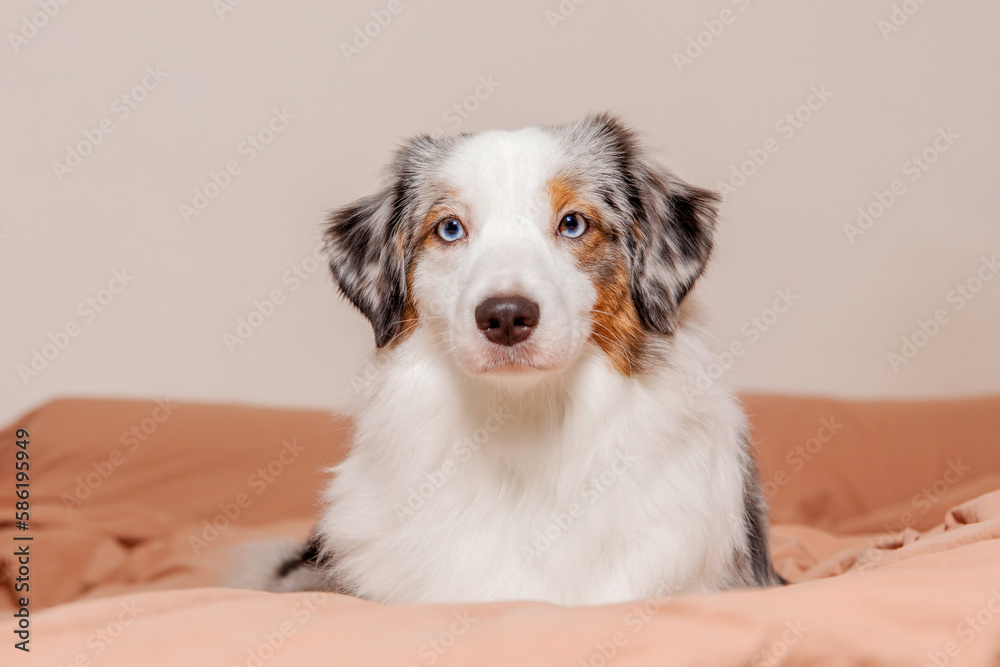 Cute Aussie dog naps cozily on a bed. Life with dog. Puppy time. Sleeping with dog. Pet at home. Miniature American Shepherd dog breed