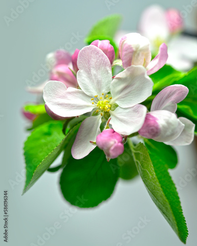 Kwitnący kwiat jabłoni na jasnym tle