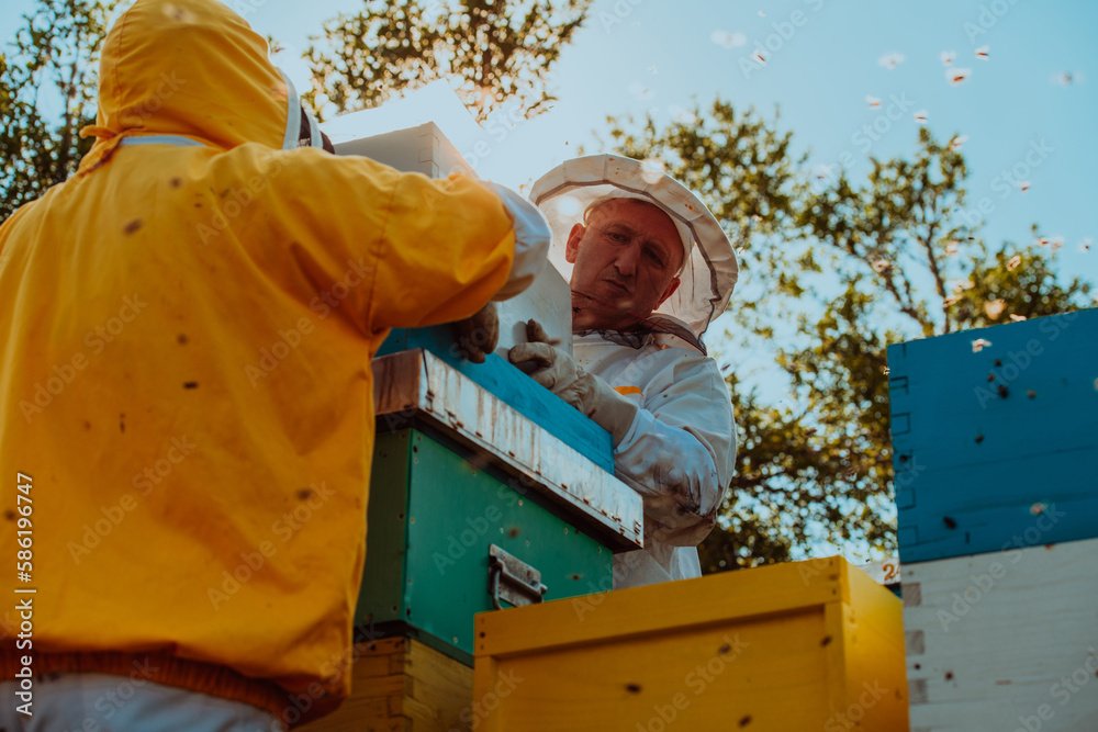 Beekeepers checking honey on the beehive frame in the field. Small business owners on apiary. Natural healthy food produceris working with bees and beehives on the apiary. Beekeepers checking honey on the beehive frame in the field. Small business owners on apiary. Natural healthy food produceris working with bees and beehives on the apiary.