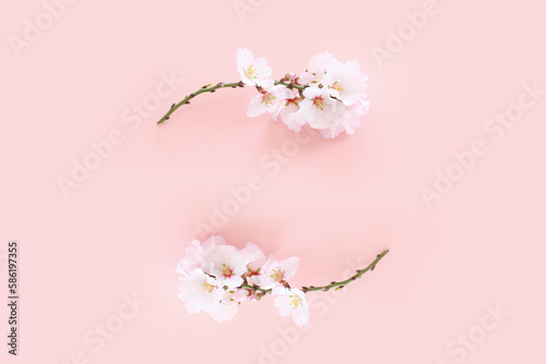 image of spring white cherry blossoms tree over pink pastel background