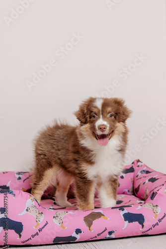 Adorable Australian Shepherd puppy relaxing at home. Sweet and playful companion with beautiful fur and expressive eyes. Perfect for pet-related projects