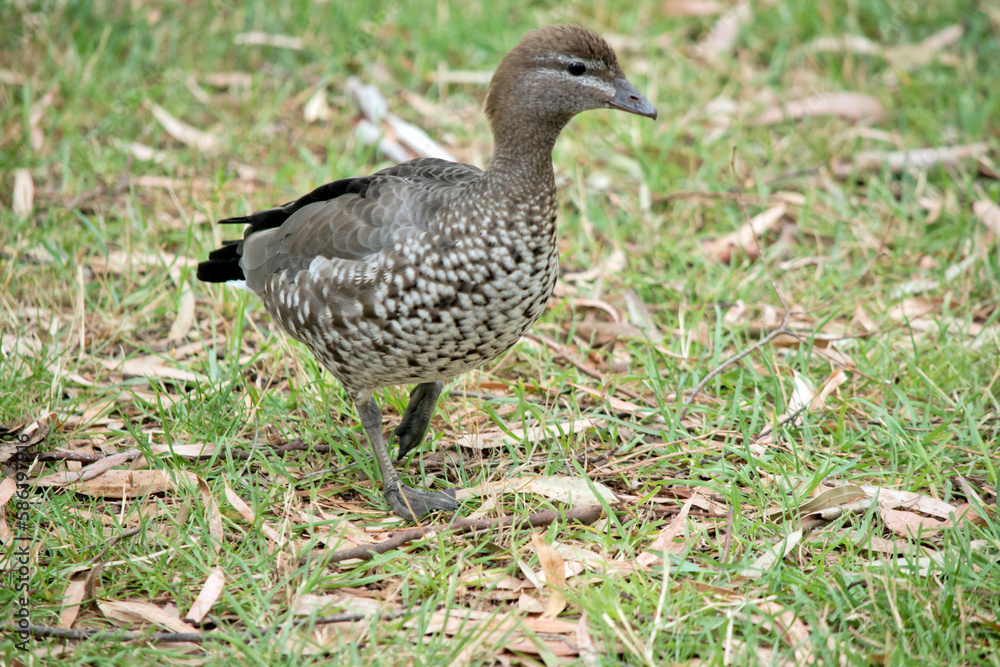 the female maned duck is walking in the grass the female maned duck is walking in the grass
