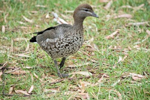 the female maned duck is walking in the grass