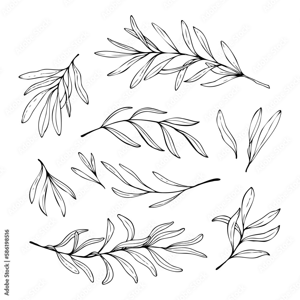 Hand drawn illustrations of olive branches isolated on a white
