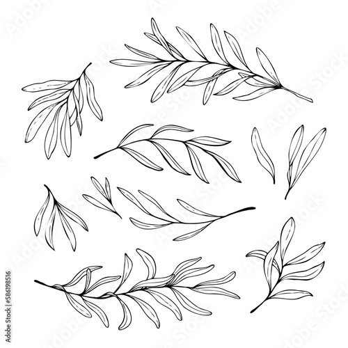 Canvas Print Hand drawn illustrations of olive branches isolated on a white background