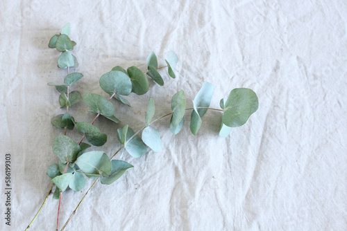Wallpaper Mural Frame, corner made of green Eucalyptus leaves and branches on white background. Floral composition. Feminine styled stock flat lay image, top view. Copy space. Torontodigital.ca
