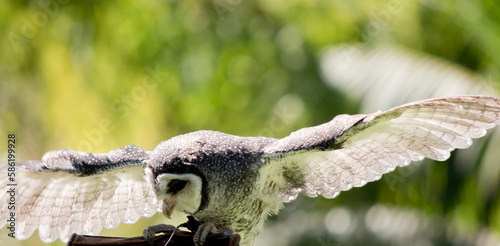 Schilderij op canvas the lesser sooty owl has spread its wings for balance