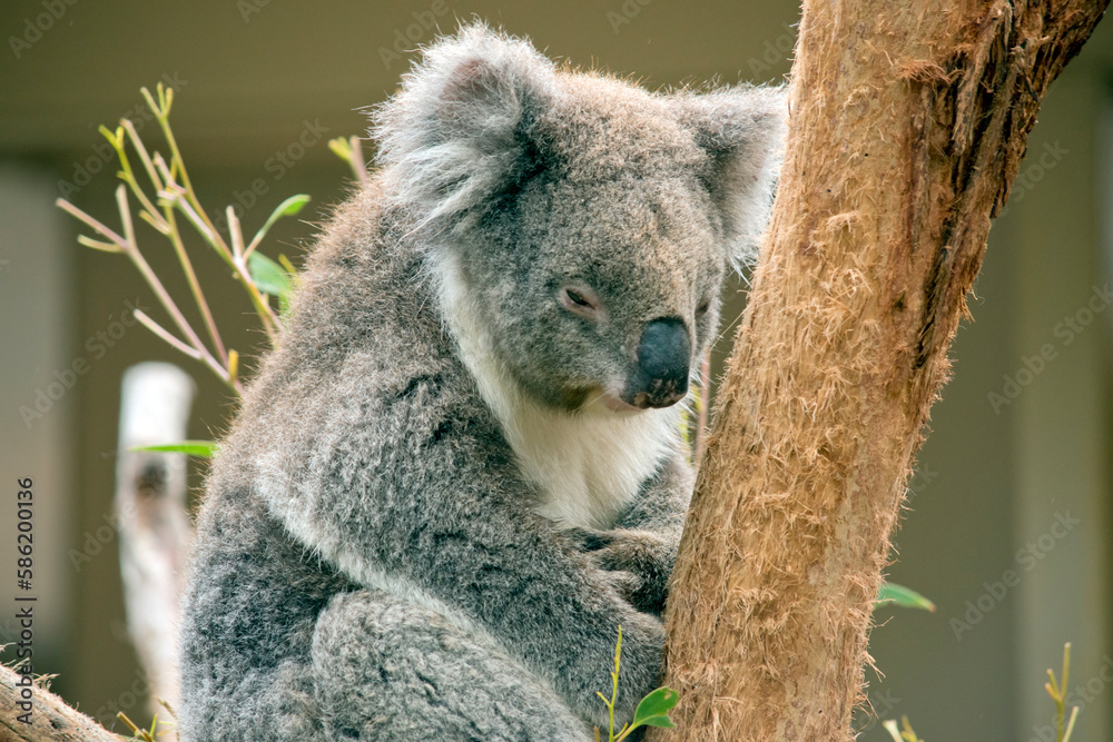 Obraz premium the koala is not a bear but a marsupial