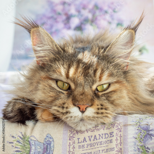 Cute furry Maine Coon cat with yellow-green eyes and long beige-brown fur. Close up portrait, shadow depth. Large domestic long-hair breed, lying on lavender pillows. Front view, looking at camera. photo