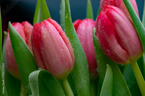 red tulips head close up photo with a dark background 