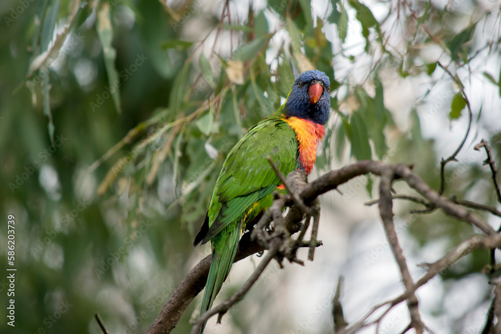 the rainbow lorikeet is perched on a tree branch the rainbow lorikeet is perched on a tree branch