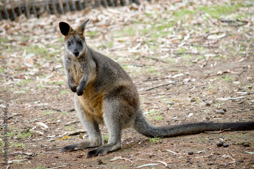 Naklejka premium the swamp wallaby is standing on its hind legs