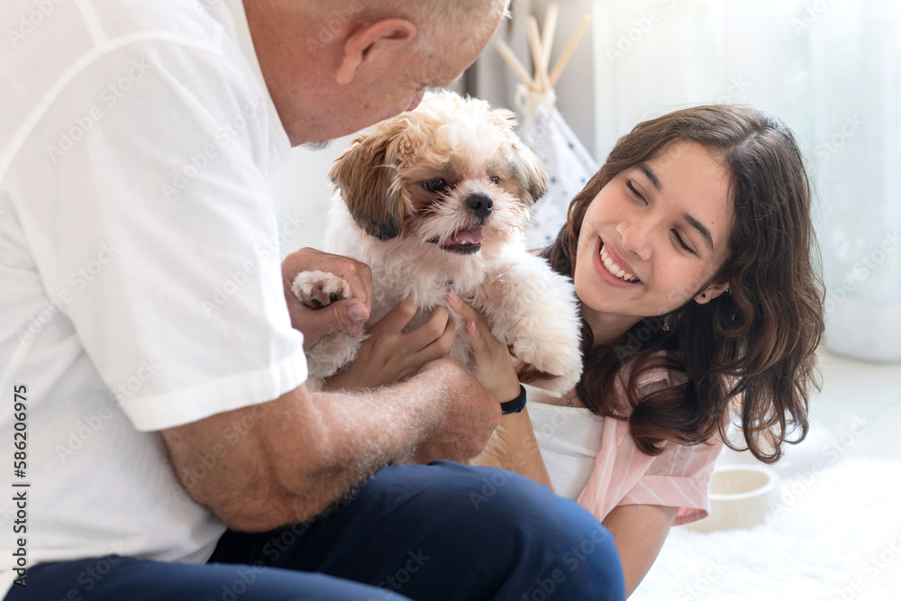 Father and daughter playing having fun with pet dog at home, Shih Tzu puppy with teen girl and dad, lovely pet Father and daughter playing having fun with pet dog at home, Shih Tzu puppy with teen girl and dad, lovely pet