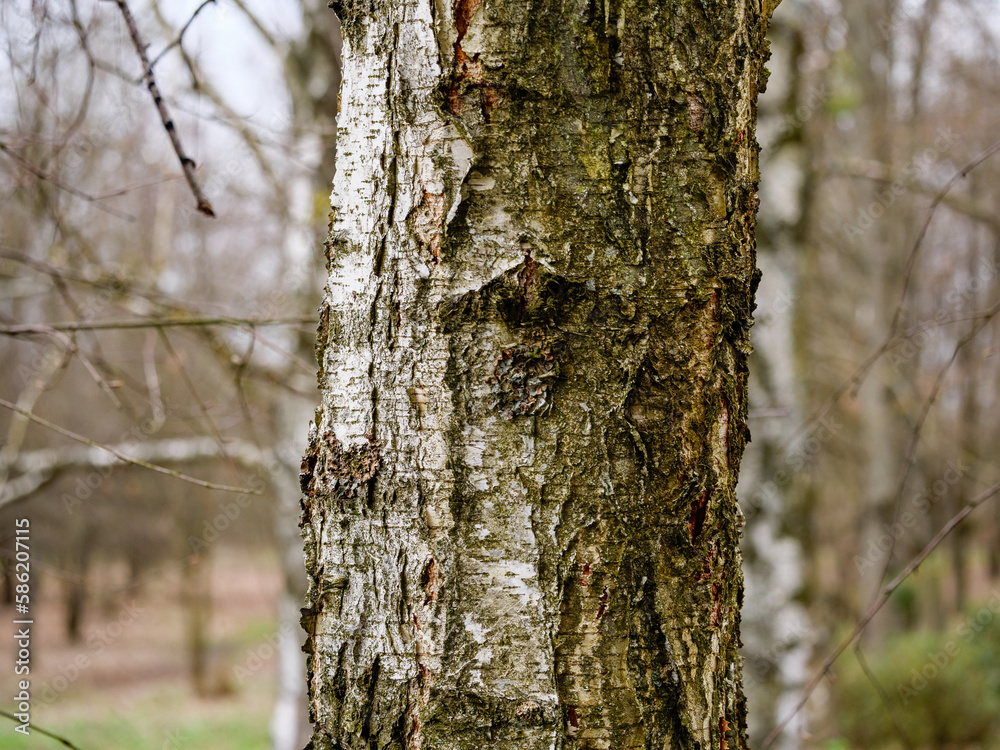Trunk of a birch close up, tree bark Trunk of a birch close up, tree bark