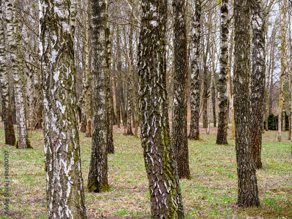 Fototapeta premium Lot of trees in birch grove, tree trunks, fallen leaves