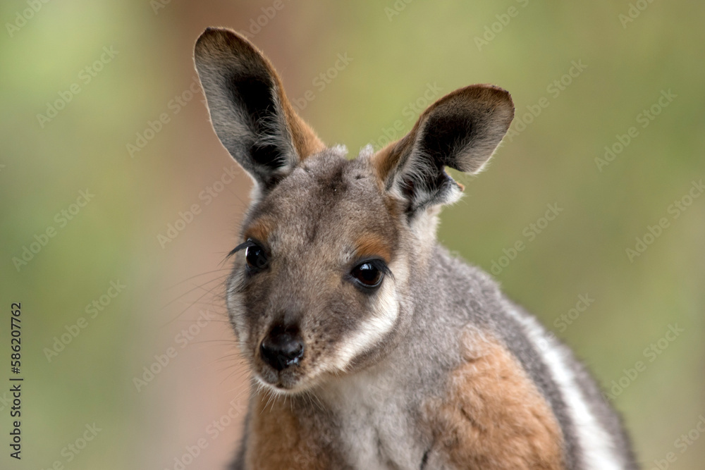 this is a close up of the yellow footed rock wallaby