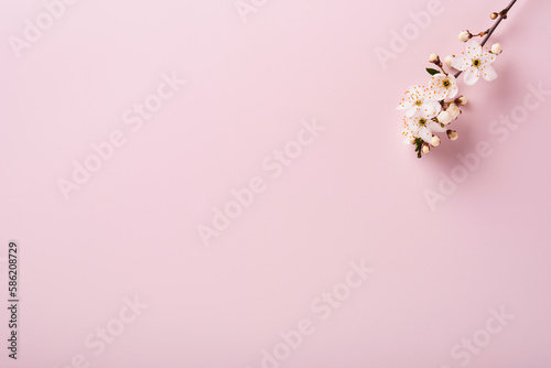 Spring Cherry Blossom. Abstract background of macro cherry blossom tree branch on pink background. Happy Passover background. Spring womens day concept. Easter  Birthday  womens or mothers holiday.