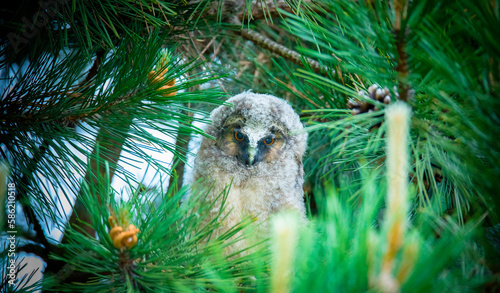 Cub the eared callus and Asio otus sits on a tree branch and looks for its food. photo