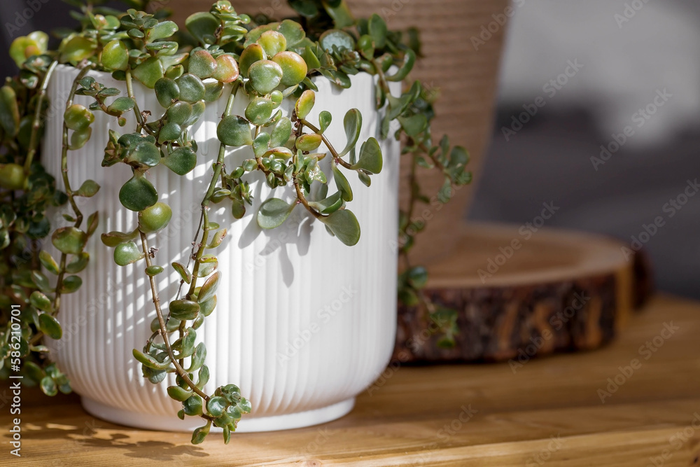 Indoor gardening, household farming and crop production. A lot of indoor plants grow in flower pots in the interior of the room. Flower care. Indoor gardening, household farming and crop production. A lot of indoor plants grow in flower pots in the interior of the room. Flower care.