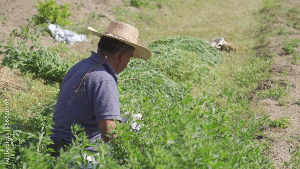 The importance of alfalfa in Mexican agriculture: farmer in the field The importance of alfalfa in Mexican agriculture: farmer in the field