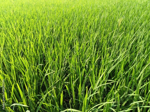 green rice field, an amazingly beautiful green rice tree