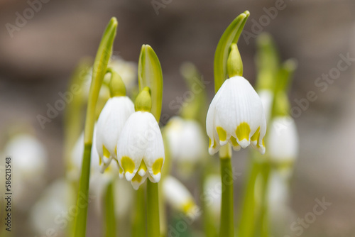 Leucojum vernum - early spring snowflake flowers in the park.