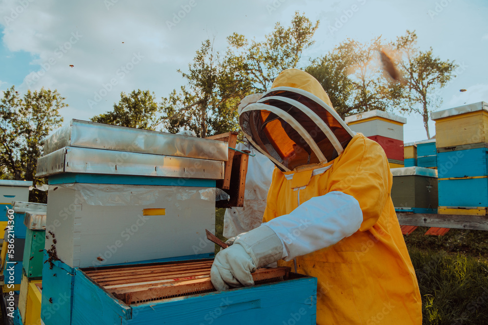 Beekeeper checking honey on the beehive frame in the field. Small business owner on apiary. Natural healthy food produceris working with bees and beehives on the apiary. Beekeeper checking honey on the beehive frame in the field. Small business owner on apiary. Natural healthy food produceris working with bees and beehives on the apiary.