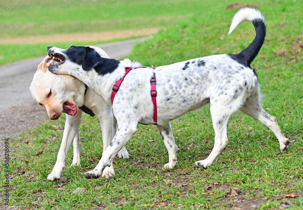  funny dogs talk peacefully