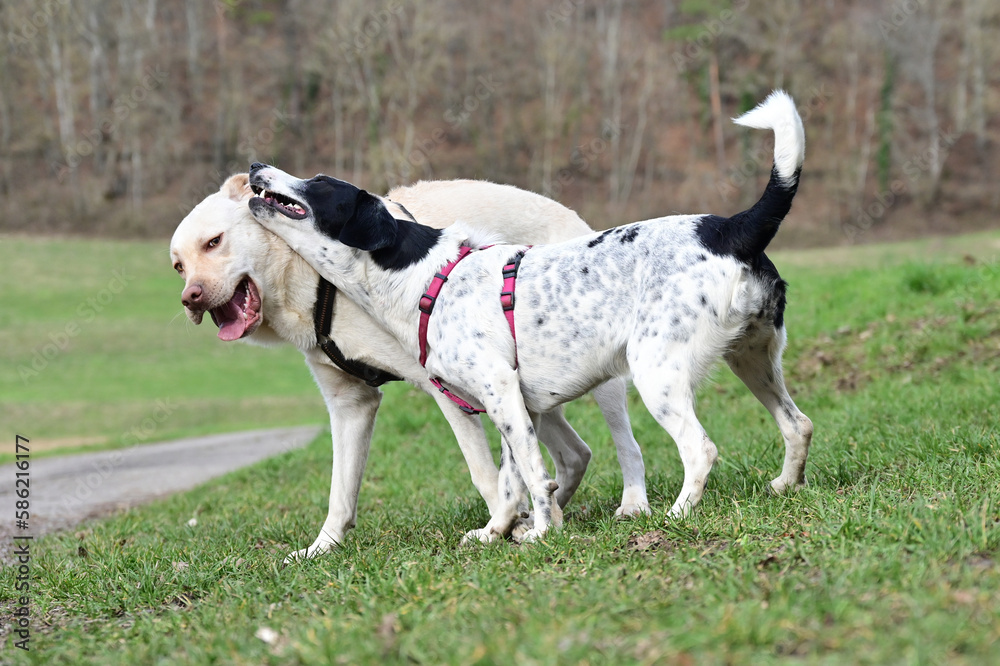  funny dogs talk peacefully