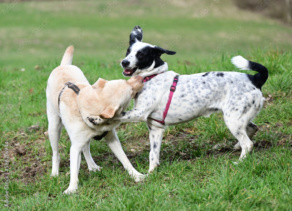  funny dogs talk peacefully