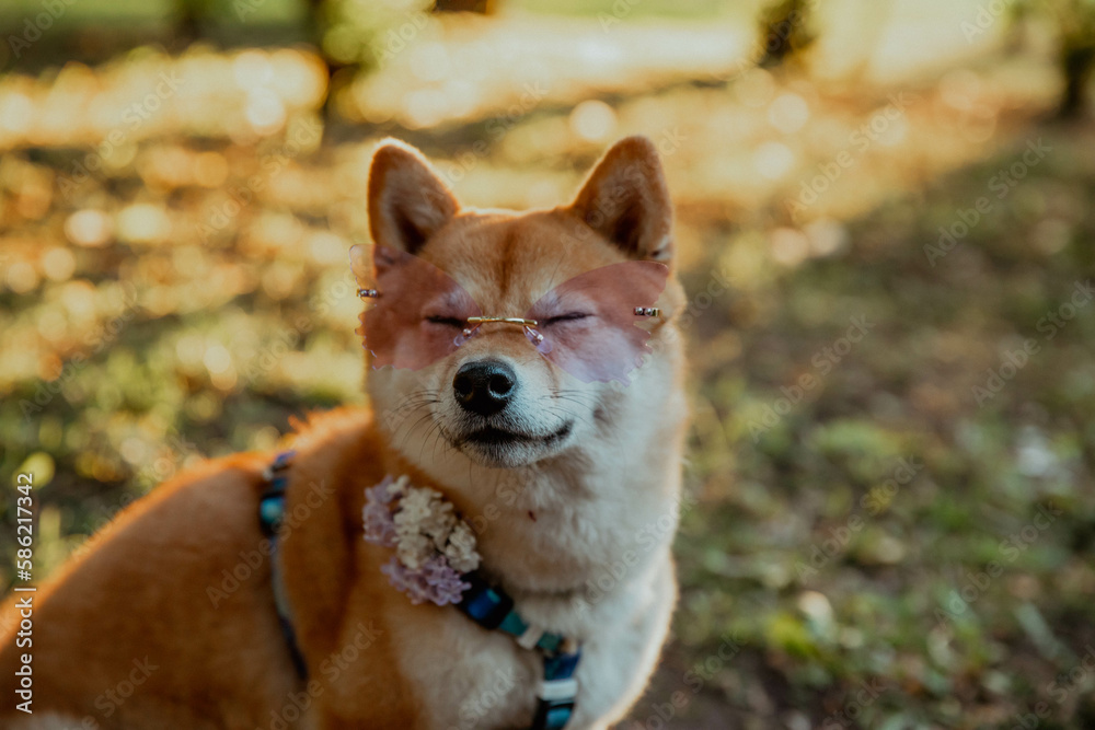 Shiba Inu dog in rose-colored glasses licks against yellow bokeh Shiba Inu dog in rose-colored glasses licks against yellow bokeh