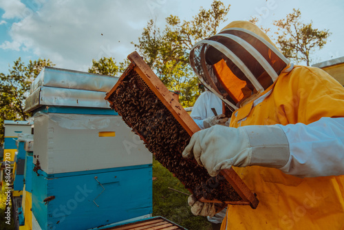 Beekeeper checking honey on the beehive frame in the field. Small business owner on apiary. Natural healthy food produceris working with bees and beehives on the apiary. © .shock